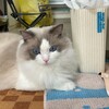 ふくちゃんが動画の猫の声に驚いたこと