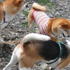 フラ自主練