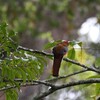 ズアカキヌバネドリ(Red-headed Trogon)