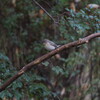 ハイタカ、ニシオジロビタキ、オオタカ、ルリビタキ(大阪城野鳥探鳥 2017/11/26 6:10-13:10)