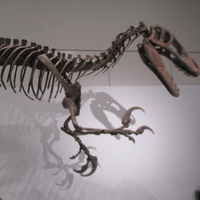 新種の肉食竜　口の中に○○の○