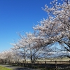 長野マラソンの直前　安曇野の桜が満開