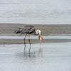 野鳥観察館から観察する藤前干潟の野鳥