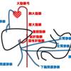   【基礎から学ぶ】肝臓に関する脈管系【解剖生理学】