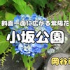 岡谷市『小坂公園』‐ 斜面一面に広がる800株のアジサイが美しいあじさい公園