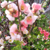 ボケ（木瓜）の花さん　♫♫♫　