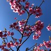 土肥桜と温泉