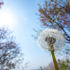 散歩が楽しくなる撒き餌レンズRF50mm F1.8 STMとRF16mm F2.8 STMで春の撮影