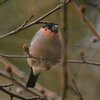 最近の野鳥観察