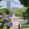 東京と京都の紫陽花おさんぽ