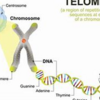 103【テロメアと老化】テロメアを伸ばせば長生きできるの？