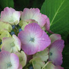 (268) Hydrangea macrophylla