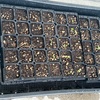 🌱ベランダ菜園2024🌱①