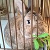 天国からまるちゃんがやって来たのかも。