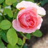 夏のツケが来た(；ﾟДﾟ)＊