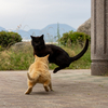 隣県西部離島のねこさん