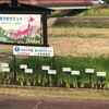 ６月２３日（木）今年は空梅雨かも知れない、あやめサミット直前のあやめ園へ夕方出掛ける、