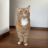 よその猫