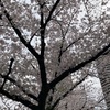 桜終わりと雑感。