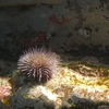 Cape urchin