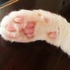 猫の手