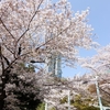 東山動植物園、桜の回廊より