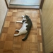 猫が落ちている