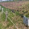 一面の芝桜！？噂の柴又江戸川土手の詳しい場所と現在の様子について