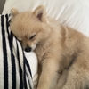 新学期ウキウキ登校とポメちゃんの一日🐕