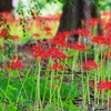 青い紅葉と彼岸花