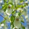 青空に白：ハンカチの木に花