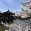 奈良公園でお花見　　　　　　H22.04.04　晴