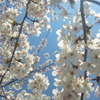 新宿中央公園の桜