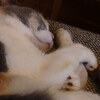 隙間時間でも1日でもいられる至福の癒し猫空間：猫カフェ モカラウンジ池袋東口店（東京都豊島区）