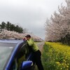 桜と菜の花