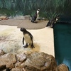 ＧＷなので水族館へ～こども（３歳）の成長～