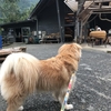 めざせカヌー犬！名栗カヌー工房《見学編》【埼玉県飯能市】