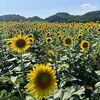 オヤジが夏休みにみつけた昆虫とは？