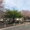 個性豊かな桜を楽しむ