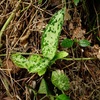 Aglaonema pictum"ちゃんぷーる"HD from Aceh barat【AZ0420-1h】