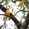 ヤマキヌバネドリ(Orange-breasted Trogon)