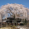 京都の桜の隠れた銘木、本山本満寺の枝垂れ桜
