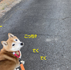 今朝のお散歩