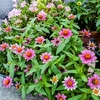 花壇があれば良いのに