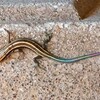 閲覧注意！我が家の同居人？？？