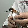 野鳥7羽が衝突死（旭川市）