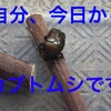 コナンのカブトムシ