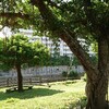 ☆詩☆金木犀　と沖縄な公園