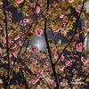 八重桜と朧月