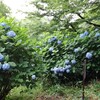 井の頭公園に行ってきました。